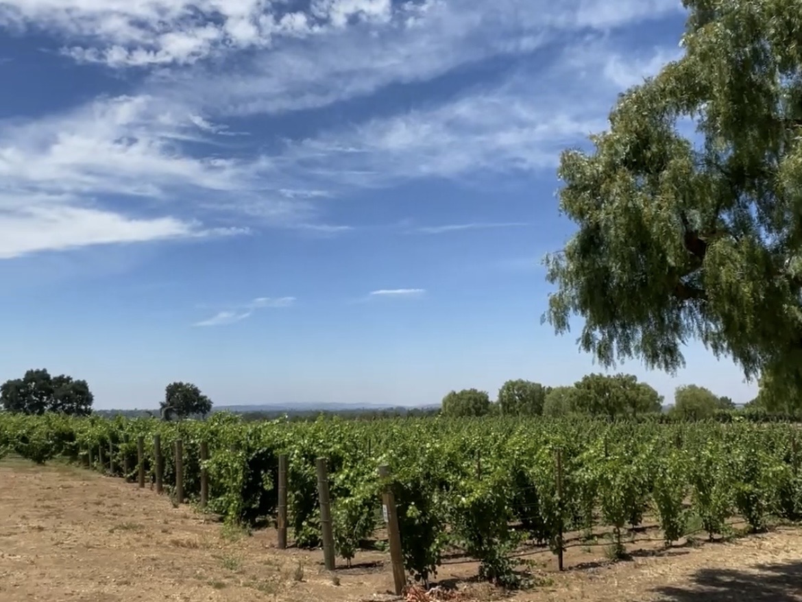 ロサンゼルス観光_オプショナルワイナリーツアー