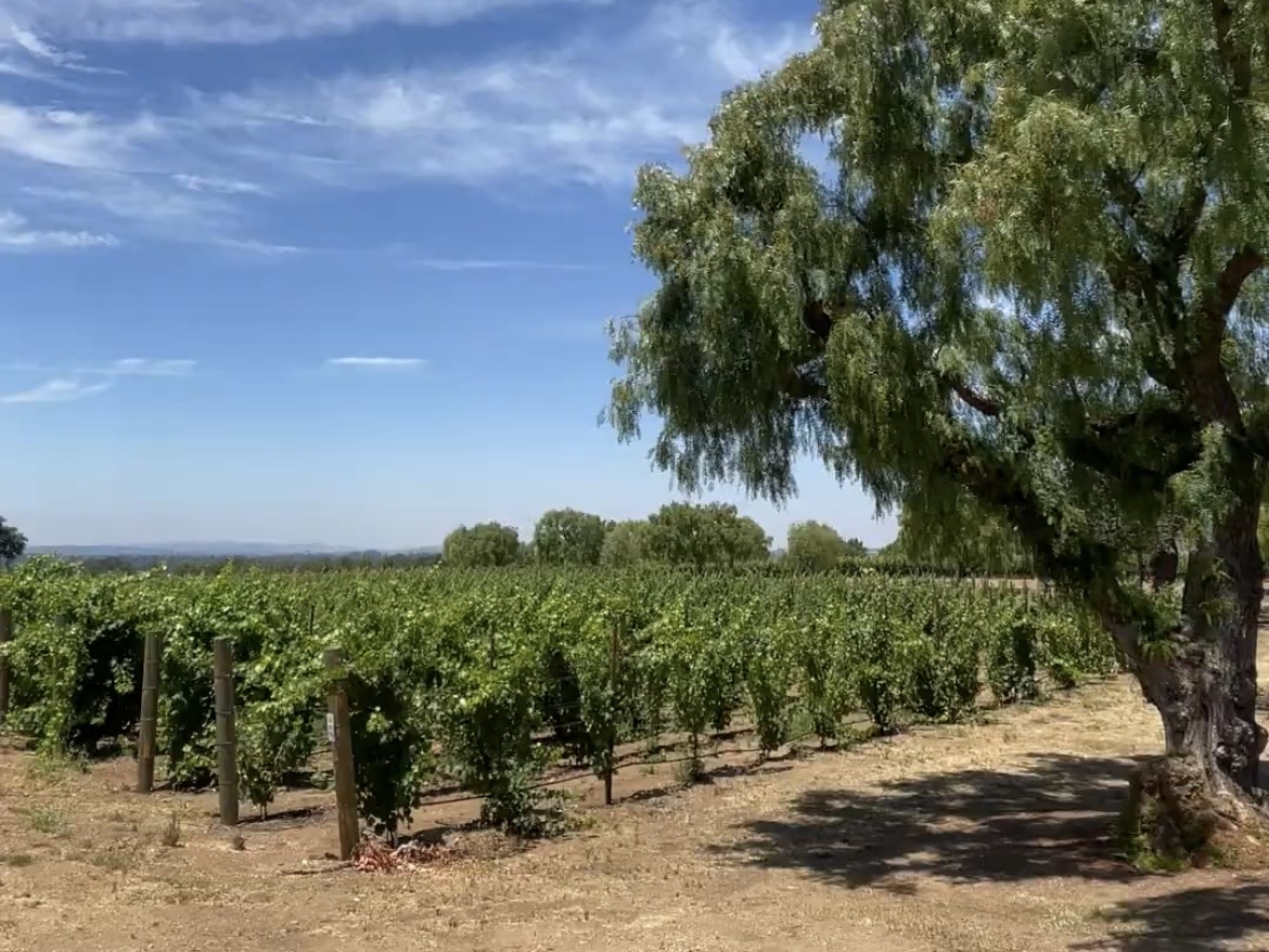 サンタバーバラのワイナリー現地格安ツアー09